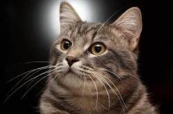 爱游戏体育官网-当永恒之城遇见南美坚盾，哈弗茨在2026世界杯接管比赛的现代启示录