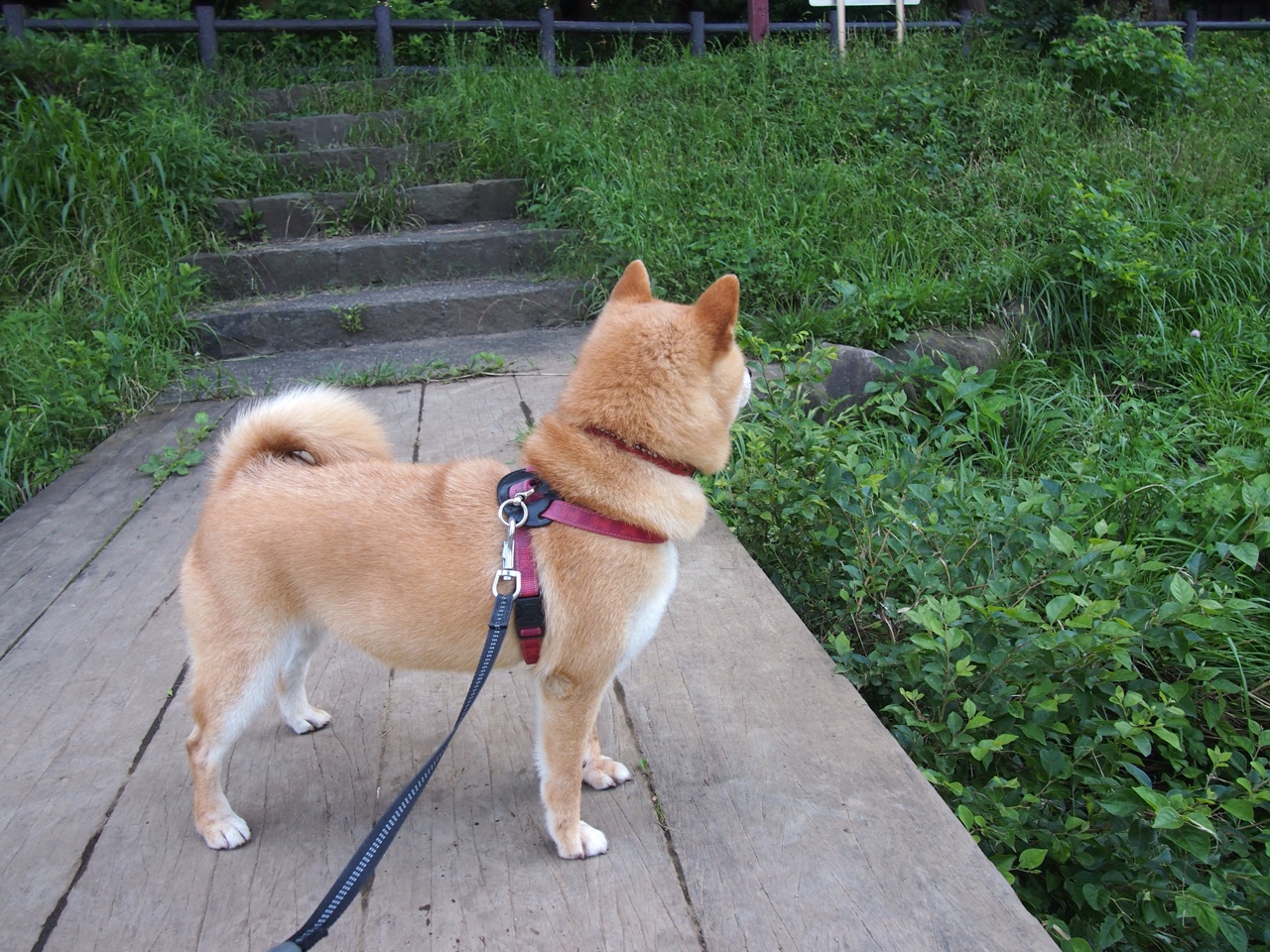 当戈麦斯接管NBA赛场，日本末节带走阿森纳，体育世界里的唯一性瞬间