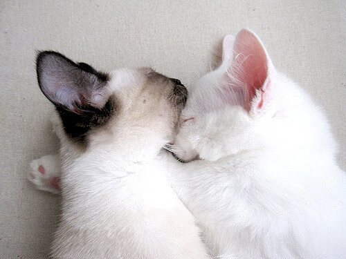 小贾伦关键制胜，尼克斯加时取胜76人