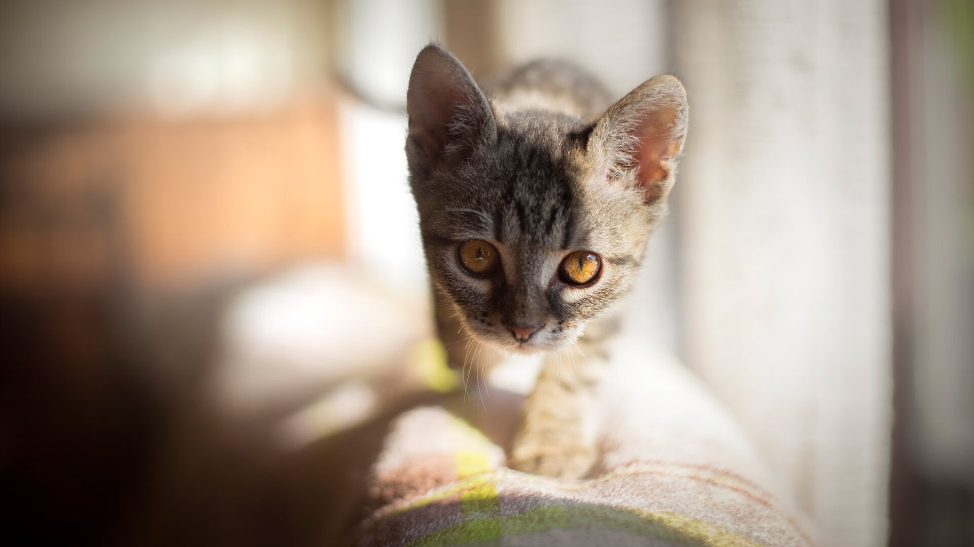 德甲争冠战焦点战，浙江队强行终结奇才