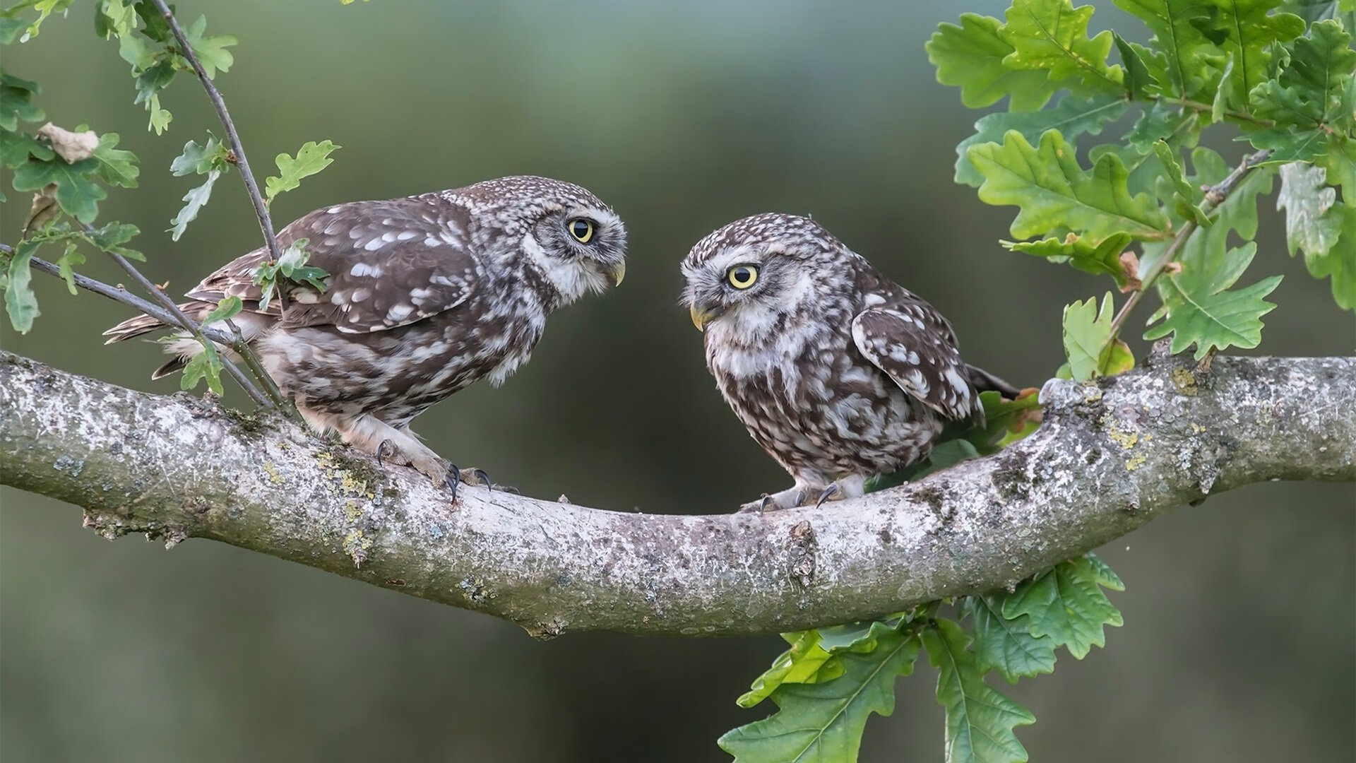 唯一性之战，从加纳的强压到罗德里戈的接管—足球世界里的不可复制时刻